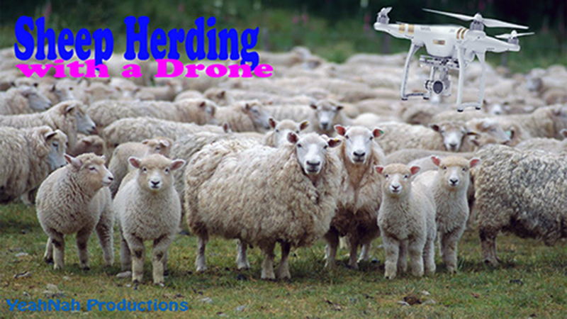 pascolo monitorato con il drone pascolo monitorato con il drone